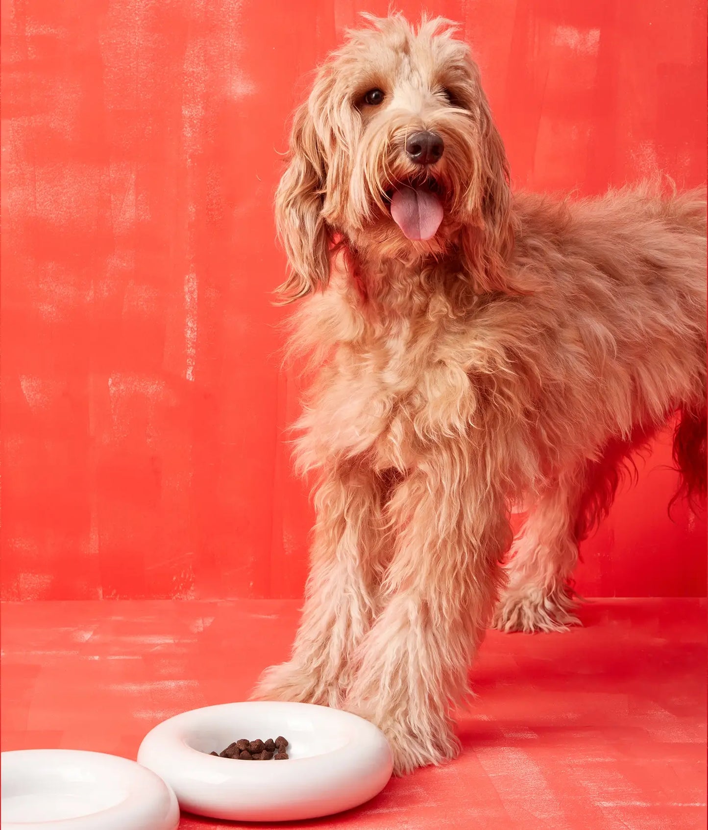 Weißer Keramiknapf für Hunde