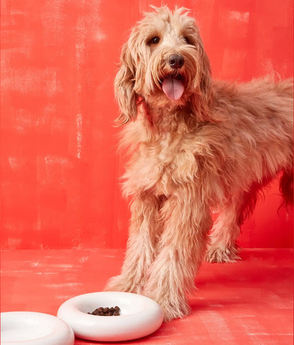 Weißer Keramiknapf für Hunde