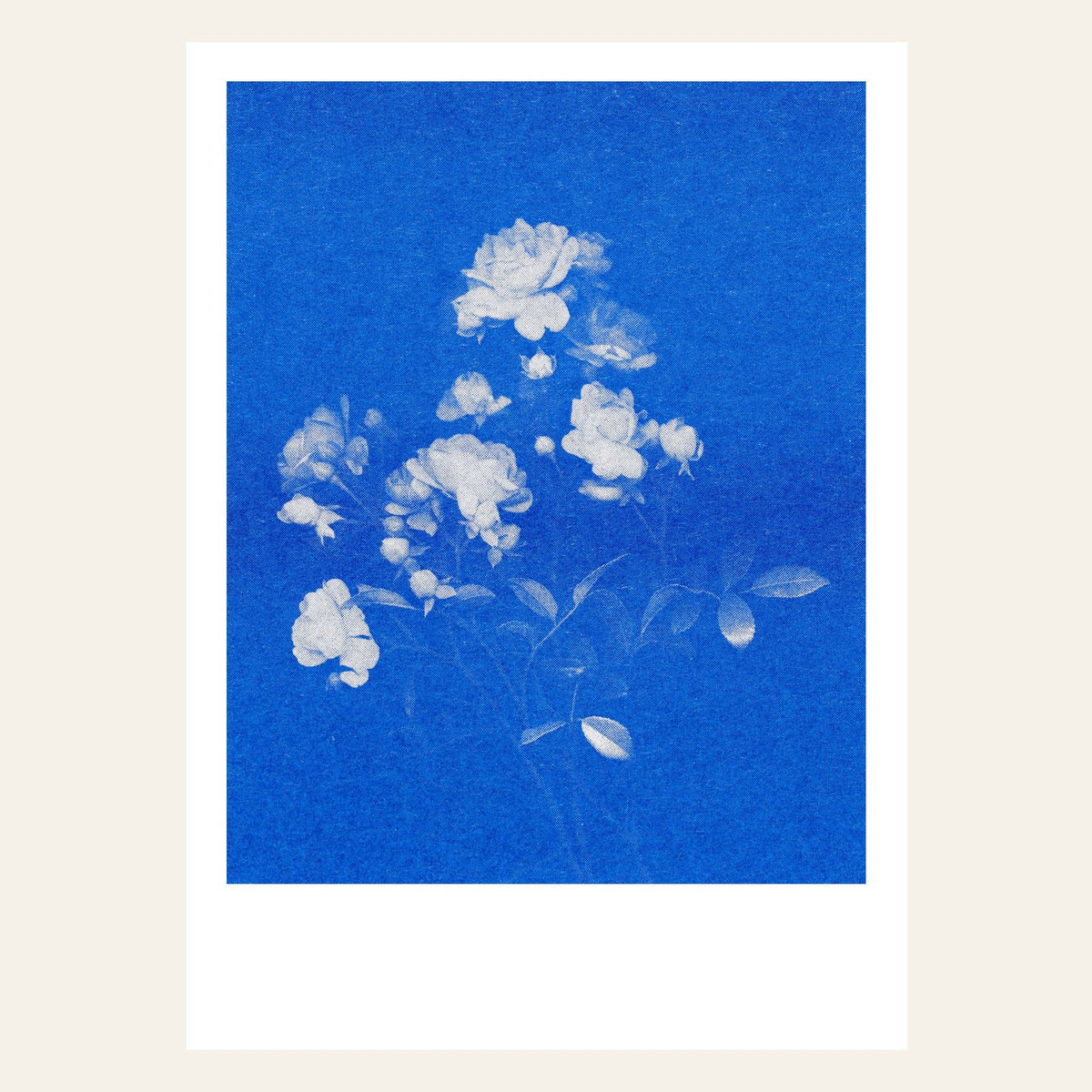 Rose N°1 Postkarte