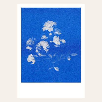 Rose N°1 Postkarte