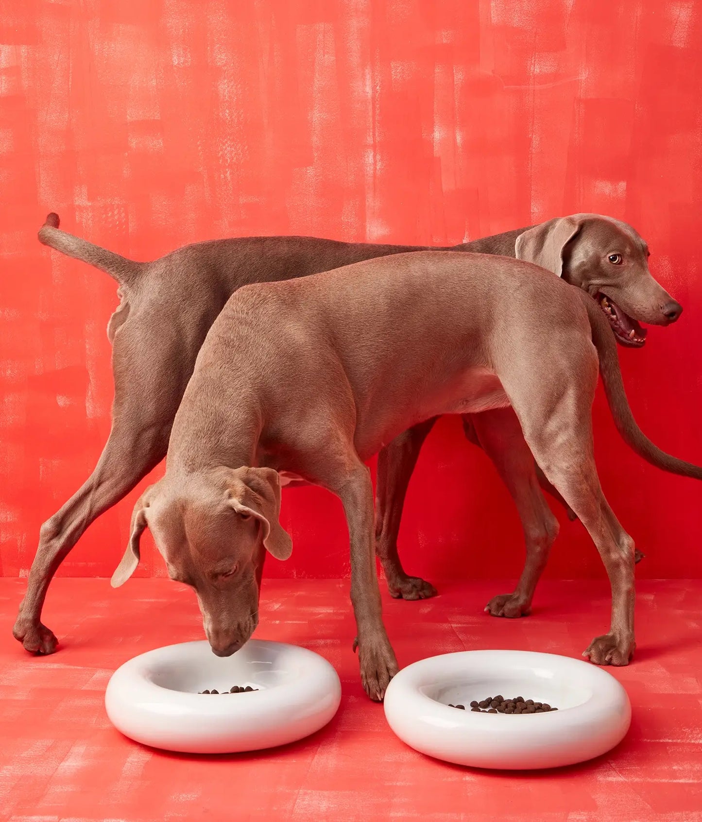 Weißer Keramiknapf für Hunde