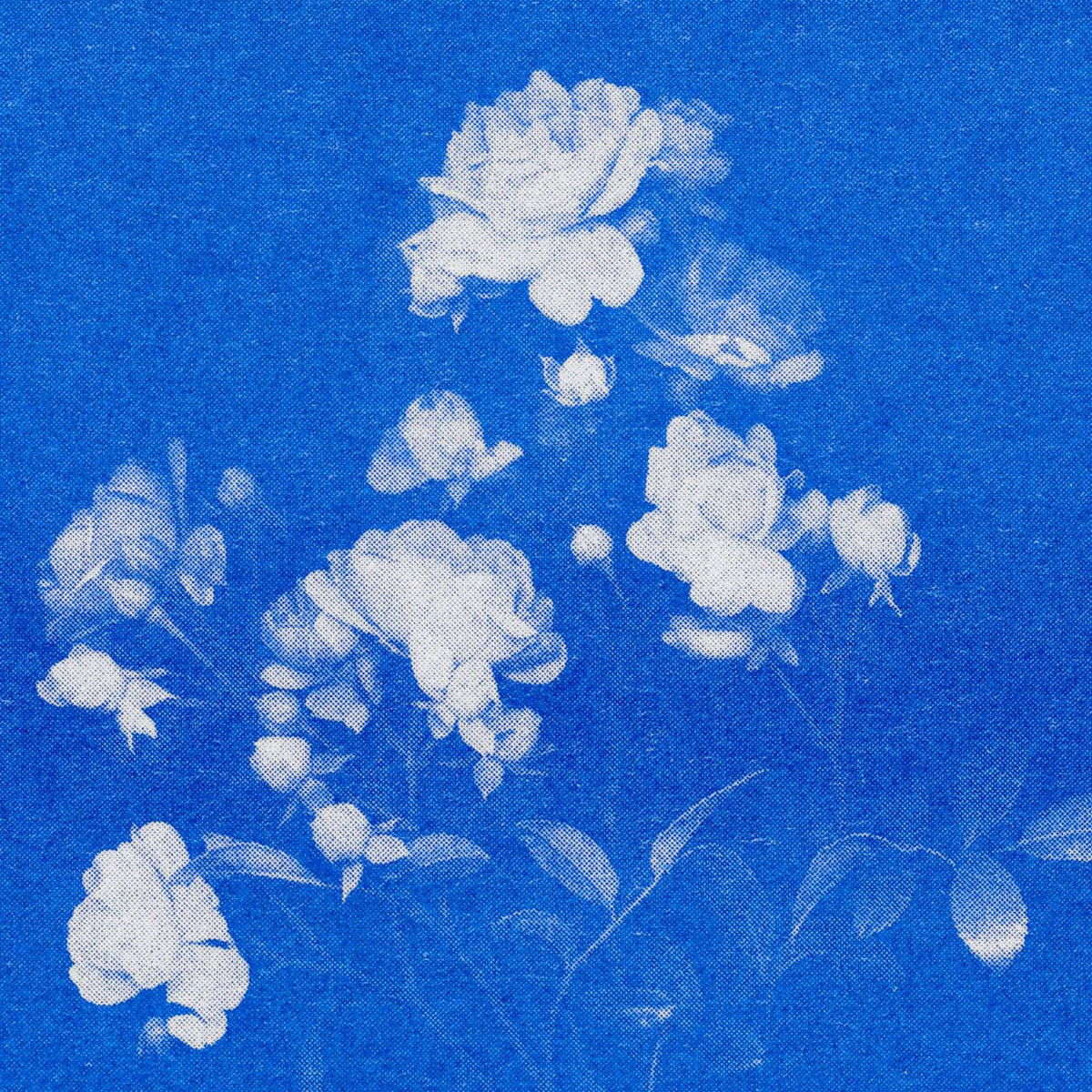 Rose N°1 Postkarte