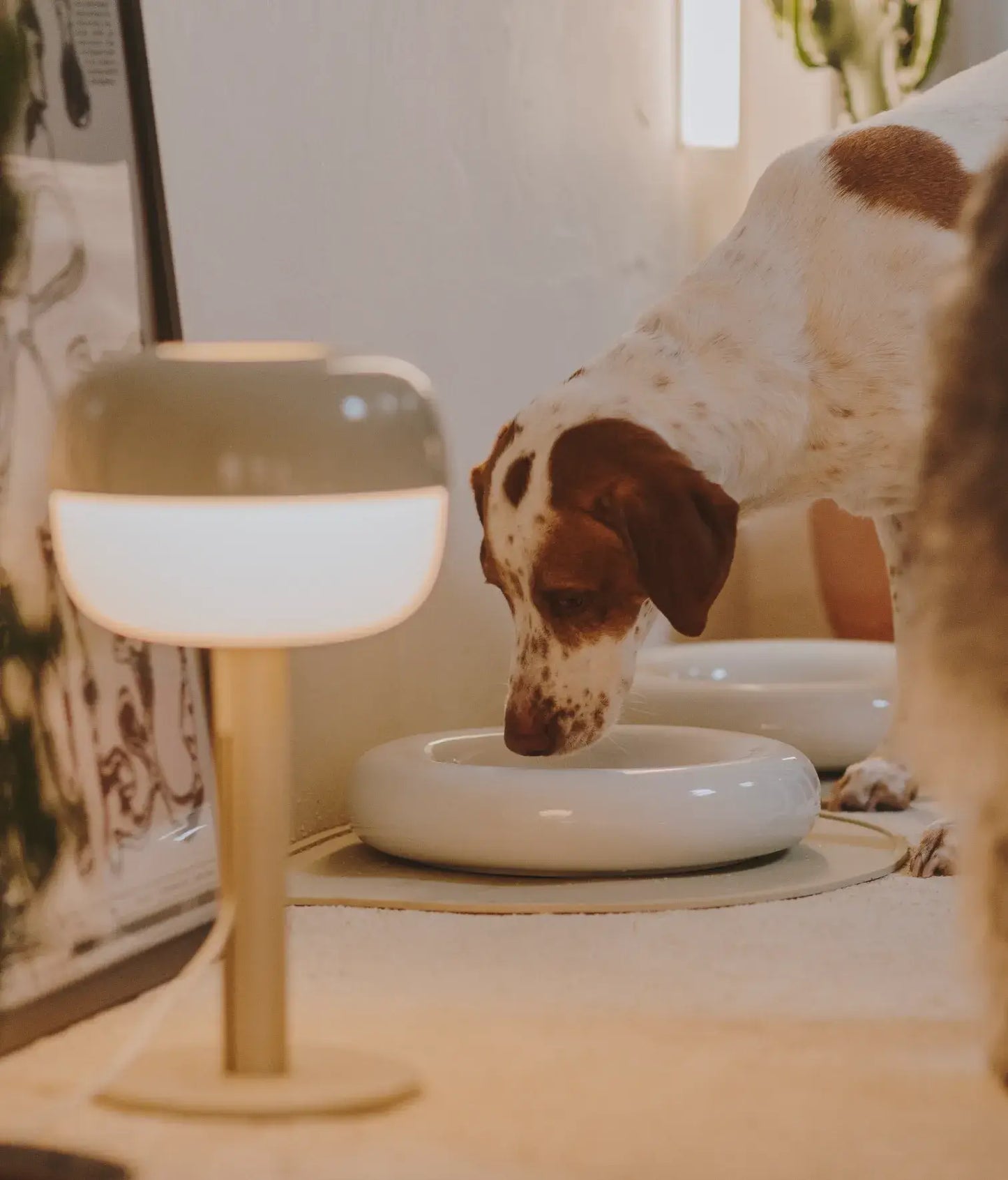 Weißer Keramiknapf für Hunde