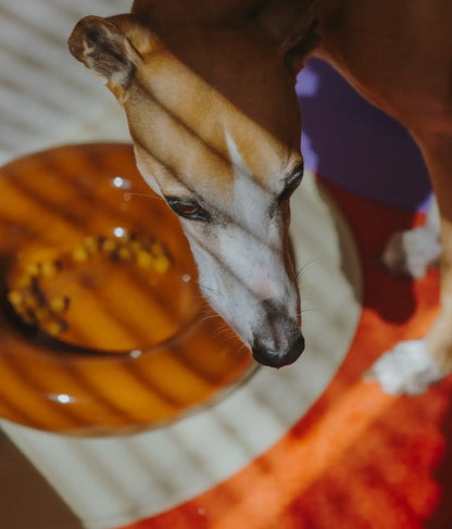 Brauner Keramiknapf für Hunde