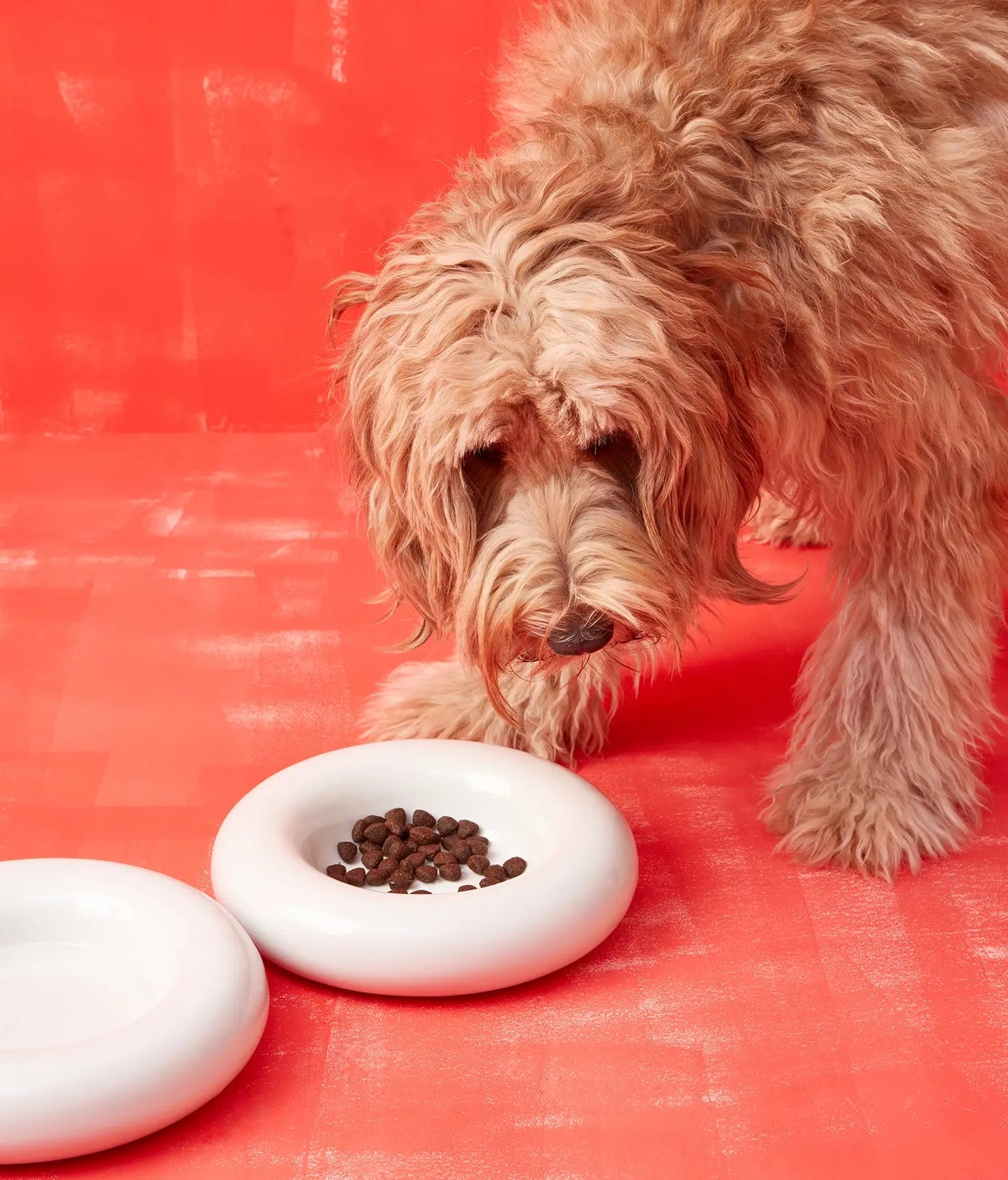 Weißer Keramiknapf für Hunde